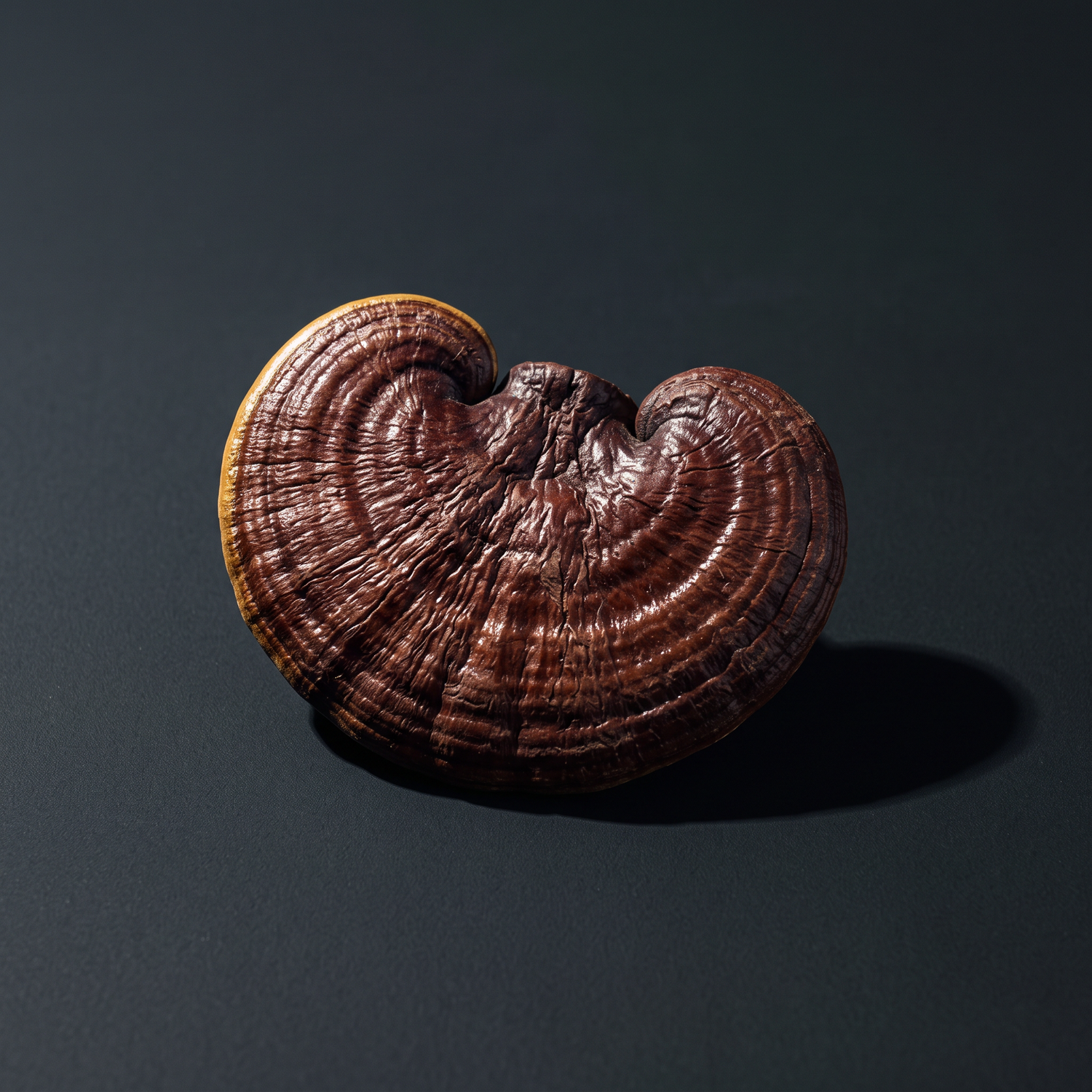 TRIADA ingredient macro - reishi cap on charcoal